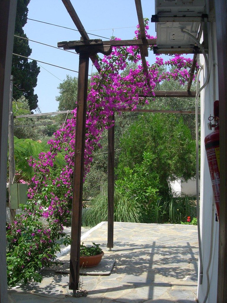 Bougainvillea over the garden terrace