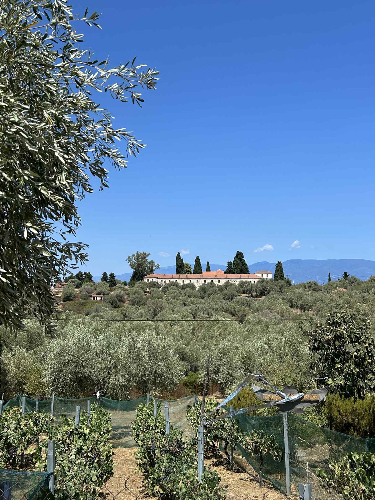 Olive grove and monastery